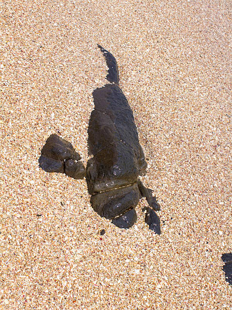 Stone Inside the Sand stock photo