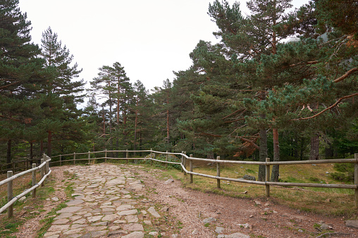 A beautiful stone path in a large pine forest on a gray autumn day.