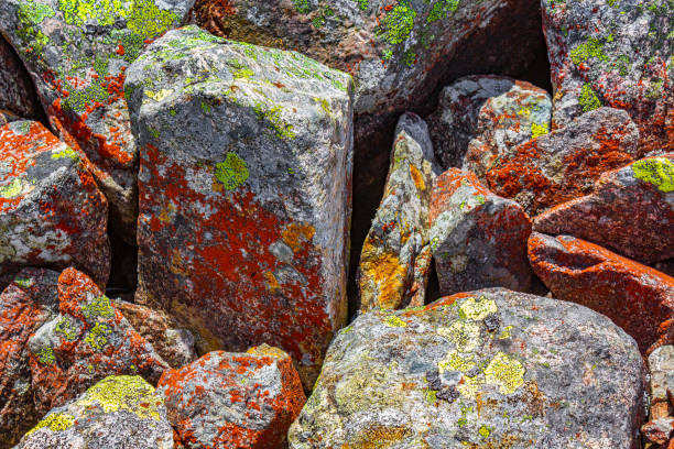 Stone rock texture with colorful red moss and lichen Norway. stock photo