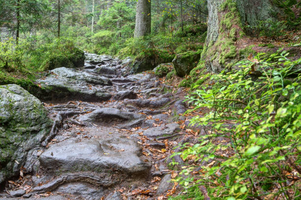 A stony and slippery hiking trail. stock photo
