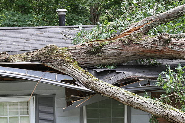 Storm Damage Large white oak tree punctures roof on house home insurance stock pictures, royalty-free photos & images