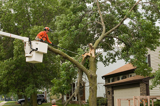Storm damaged tree gets cut stock photo