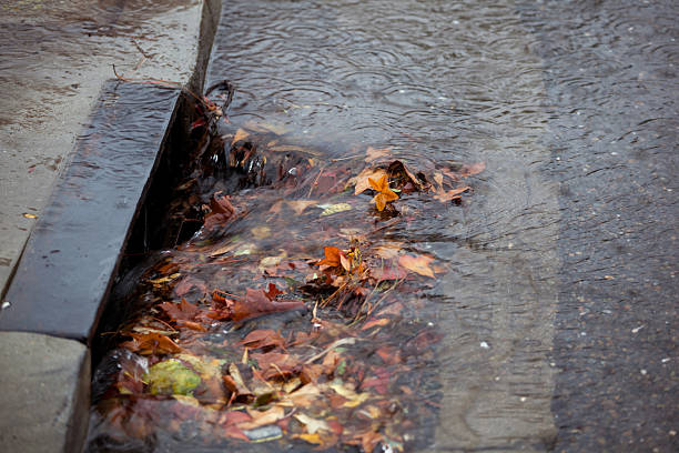 Storm drain partially blocked by fallen leaves on rainy day stock photo