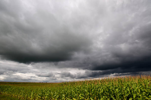 Storm over corn fields stock photo