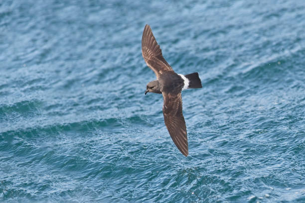Storm Petrel skimming the waves stock photo