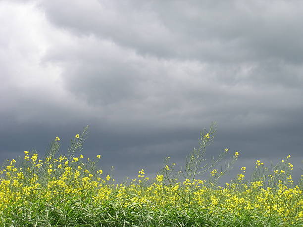 stormy spring day stock photo