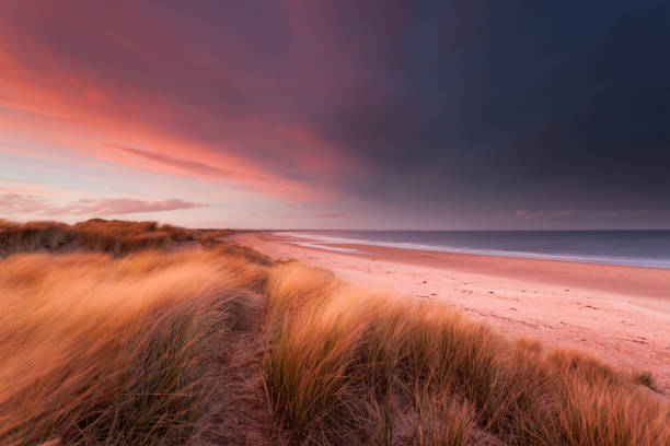 Stormy sunset over sand dunes and the beach and sea A stormy sunset with bright pink lit clouds and indigo storm clouds above wind blown marram grass covered sand dunes above a golden sand beach and the sea, at Druridge Bay on the Northumberland coast in North East England. northumberland stock pictures, royalty-free photos & images
