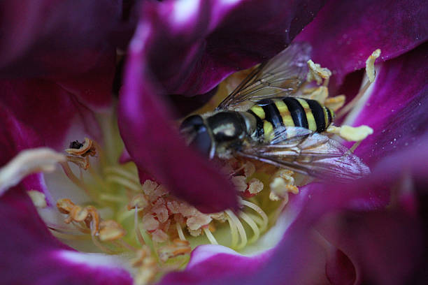 'Stormy Weather' & A Pollinator stock photo