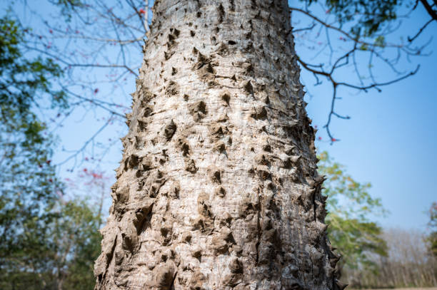 een rechte hoge stam van bombax ceiba boombedekking met kegelvormige stekels. - needle spiking stockfoto's en -beelden