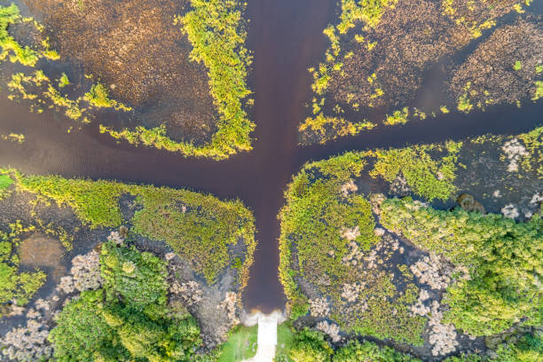 Straight-Down Drone View of Florida Marsh stock photo