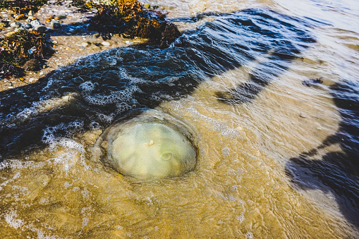A stranded jellyfish on the Australian beach.