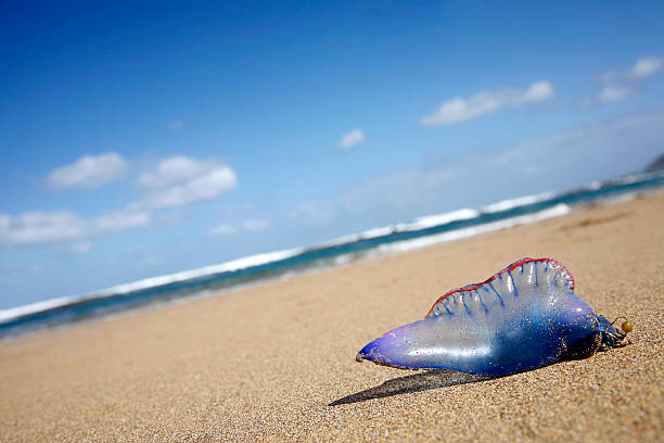 Stranded Jellyfish stock photo