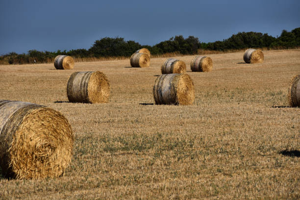 Straw bales on farmland with blue sky stock photo