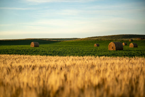 Straw barrels and wheat field at sunrise stock photo