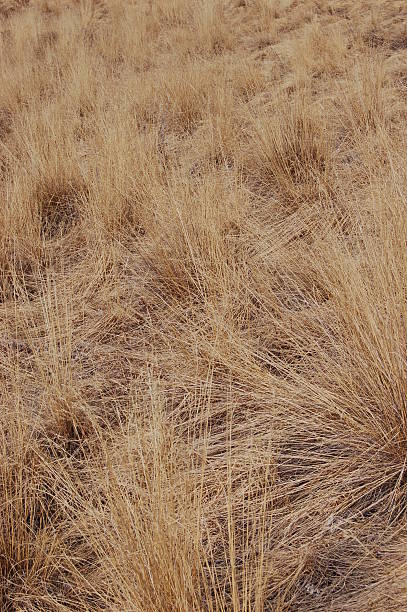 Straw Grass stock photo