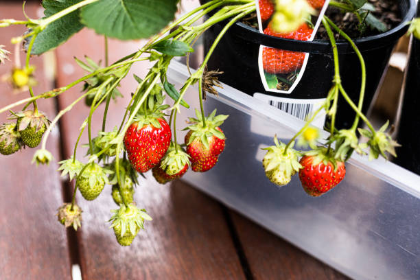 Strawberries growing on outdoor Balcony. stock photo
