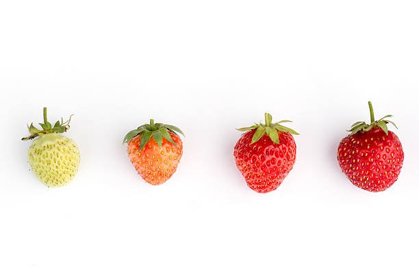 Strawberries isolated. Strawberries isolated. Berry stage on white background ripe stock pictures, royalty-free photos & images