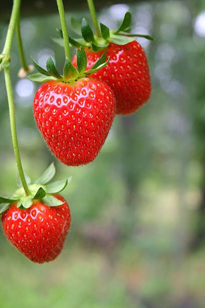 strawberry delight stock photo