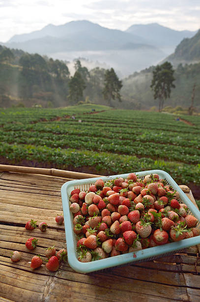 Strawberry farm at Doi angkhang , Chiangmai province