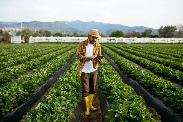 strawberry farmer checks quality of crop with tablet computer - technology picking agriculture imagens e fotografias de stock