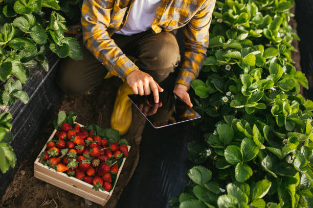 strawberry farmer checks quality of crop with tablet computer - technology picking agriculture imagens e fotografias de stock