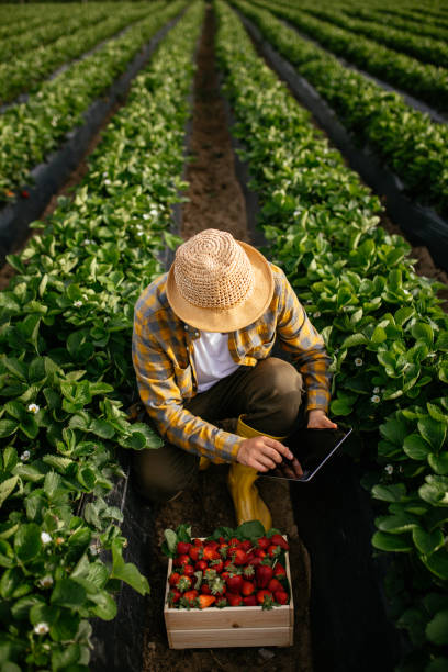 Strawberry farmer checks quality of crop with tablet computer stock photo