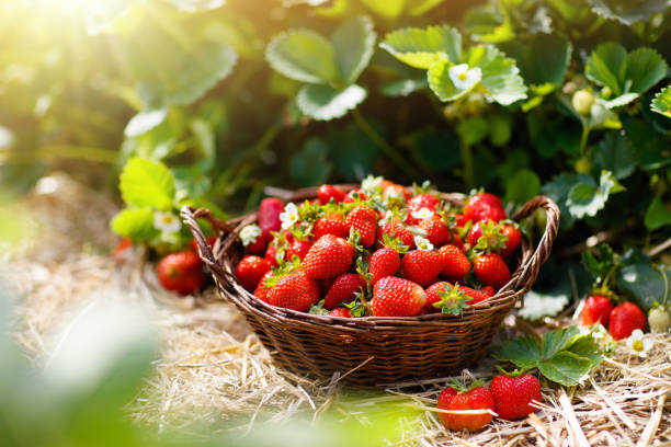 jordgubbs fält på frukt odling. bär i korg. - jordgubbar bildbanksfoton och bilder