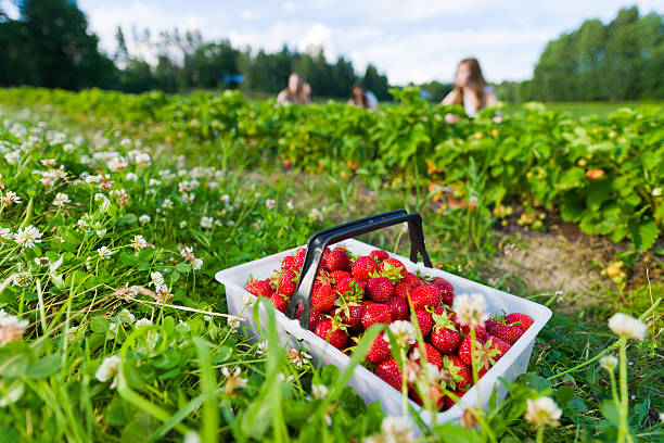 Strawberry field stock photo