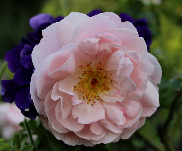 'Strawberry Hill' an English Rose stock photo