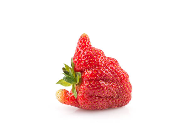 Strawberry isolated on white background. Ugly organic home grown strawberry isolated on white background.Trendy ugly food.Strange funny imperfect fruit .Misshapen produce, food waste concept. Top view, copy space. imperfection stock pictures, royalty-free photos & images