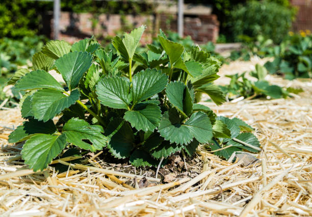 Strawberry plant in the garden stock photo