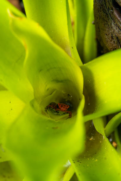 Strawberry poison dart frog (Oophaga pumilio Bastimentos) stock photo