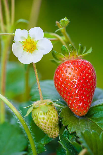 strawberrys in bloom stock photo