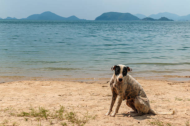 cão perdido na praia - tartaruga selvagem imagens e fotografias de stock