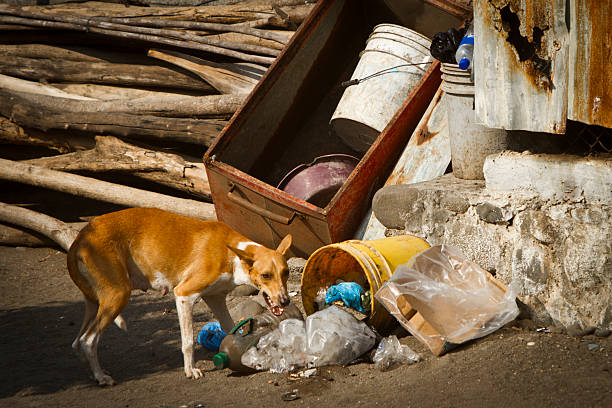 Stray dog Sad looking street dog scavenging in garbage. scavenging stock pictures, royalty-free photos & images