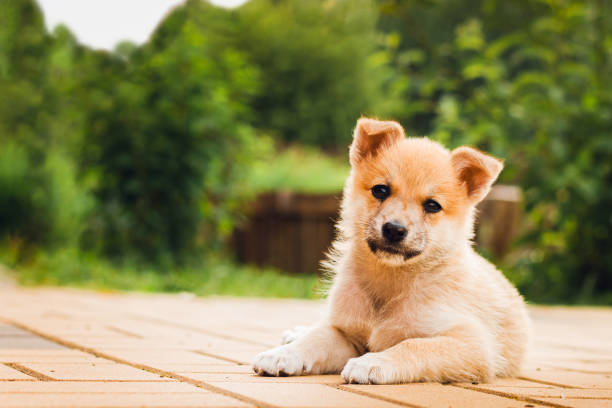 Stray dog puppy lies on the pavement with a sad look. Sad puppy. Selective focus Stray dog puppy lies on the pavement with a sad look. Sad puppy. Selective focus. cub stock pictures, royalty-free photos & images