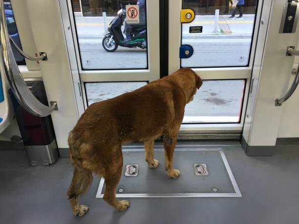 Stray Dog Traveling in The Tram in Izmir-Turkey. stock photo