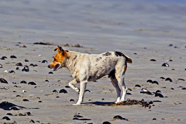 cane randagio jack russell in spiaggia - paternoster foto e immagini stock