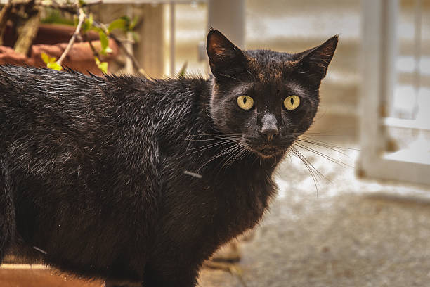 Stray Street Cat Wet stray street cat on Mallorca. Courtois stock pictures, royalty-free photos & images
