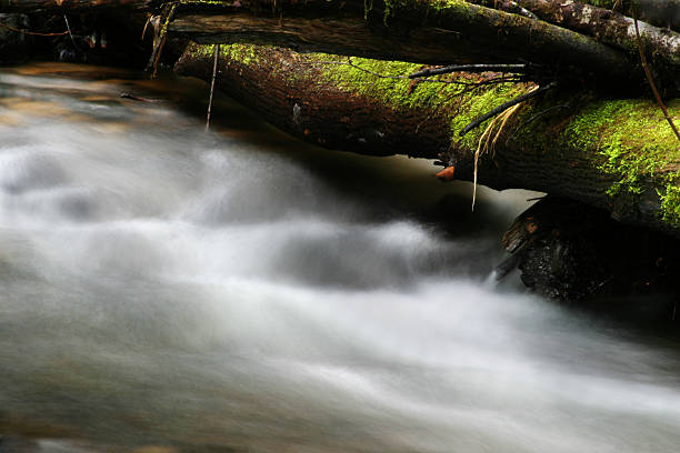 Photo of Stream and Fallen Log