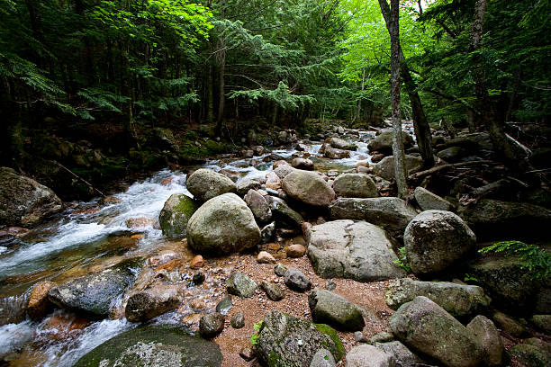 Stream and forest stock photo