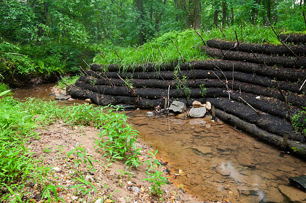 Stream Bank Restoration A stream flows gently past banks being restored with renewable erosion control techniques.  This image shows the stream bank lined with fabric tubes filled with a growing medium.  A strong vegetation cover develops over time from seeds and cuttings planted in the tubes at the time they are laid.  This image shows strong seed germination, and a number of cuttings that have taken successfully. erosion control stock pictures, royalty-free photos & images