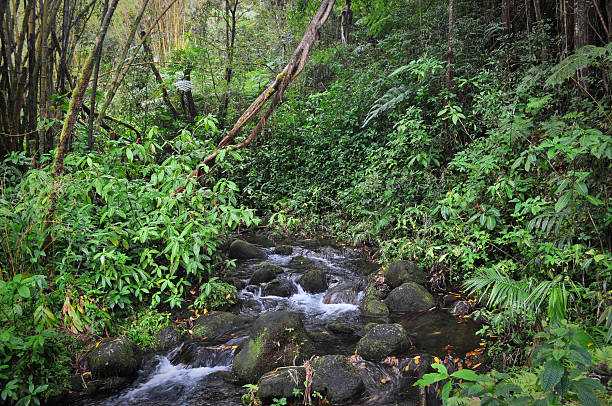 Stream In The Rainforest Rocky stream running through the middle of a tropical rainforest framed by bamboo. neicebird stock pictures, royalty-free photos & images