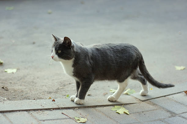 Street Cat stock photo