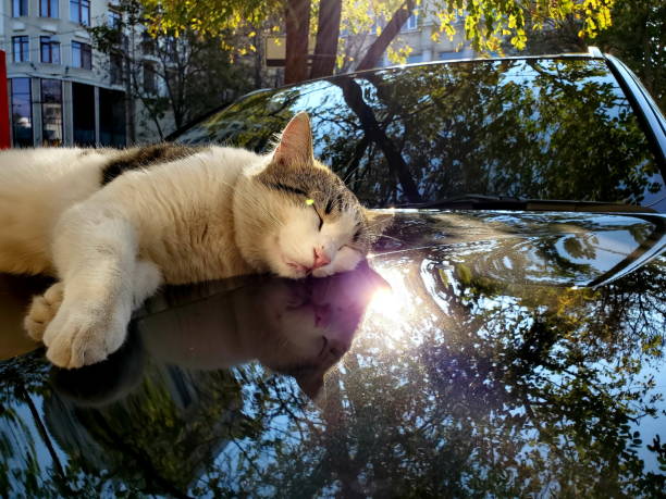 Street cat sleeps atop glossy car bonnet with blurry reflections of fall tree foliage stock photo