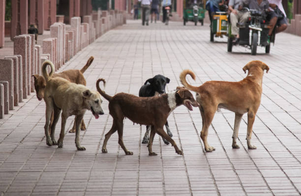 Street Dog Family in India stock photo