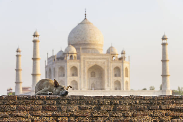 Street dog in front of Taj Mahal stock photo