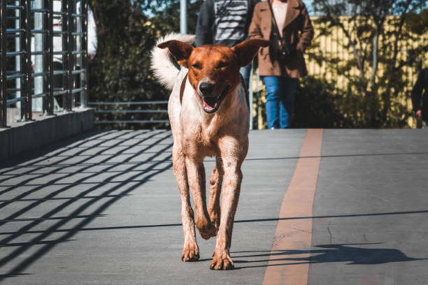 Street dog walking in the city stock photo