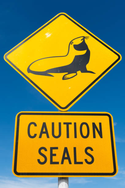 Street sign warning about wild seals in the area. stock photo
