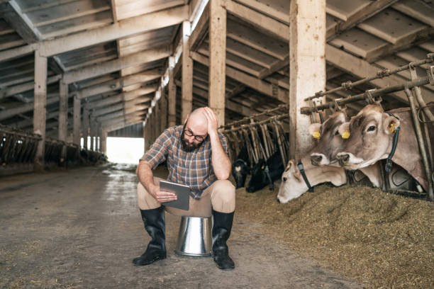 Stressed young male farmer standing near the cows in the feedlots in large cowshed and thinking about financial challenges and bankruptcy stock photo